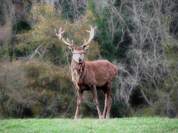 Exmoor Kızıl geyik