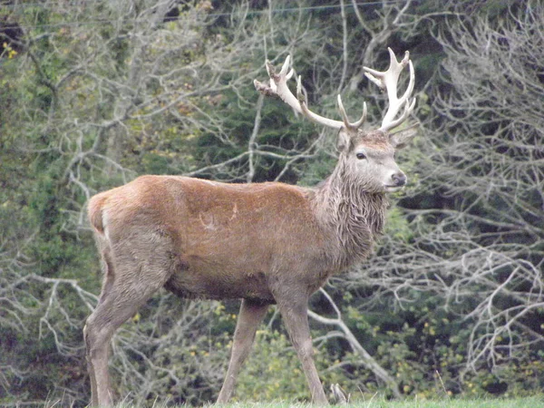 Exmoor Kızıl geyik