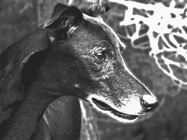 Familjens hund — Stockfoto