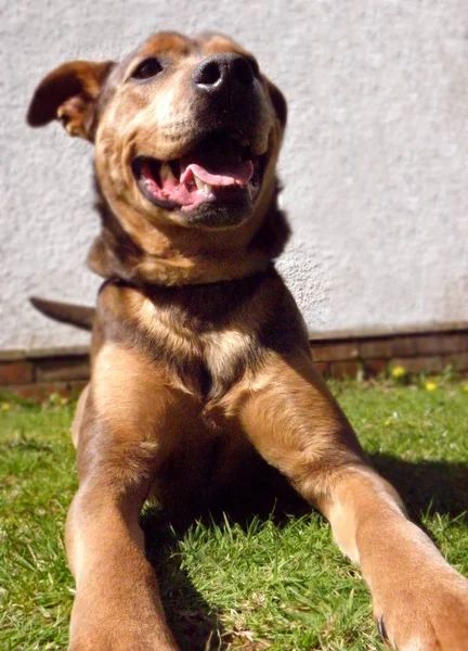Aile evde beslenen hayvan köpek