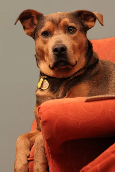 Aile evde beslenen hayvan köpek