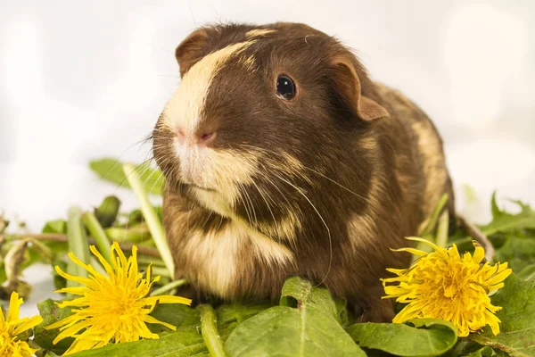 Cute Pet Guinea Pig — Stock Photo, Image