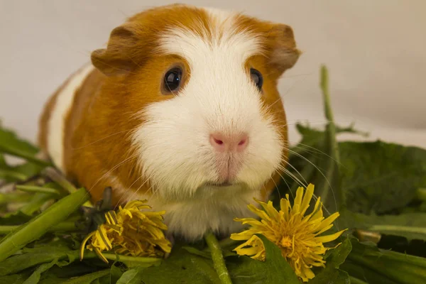 Cute Pet Guinea Pig — Stock Photo, Image
