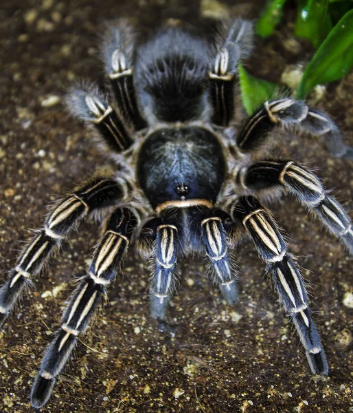 Kosta ricansk sebra tarantula — Stockfoto