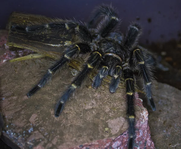 Costa-ricanische Vogelspinne — Stockfoto