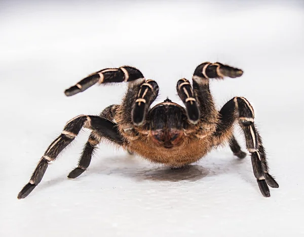 Kosta ricansk sebra tarantula — Stockfoto