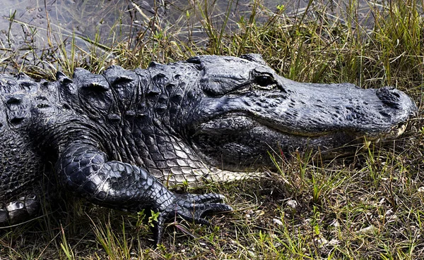 Florida'da timsah