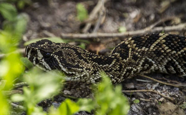 Diamondback ガラガラヘビ ロイヤリティフリーのストック画像