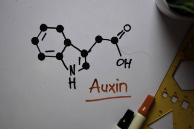 Auxin molekülü beyaz tahtaya yazıyor. Yapısal kimyasal formül. Eğitim kavramı