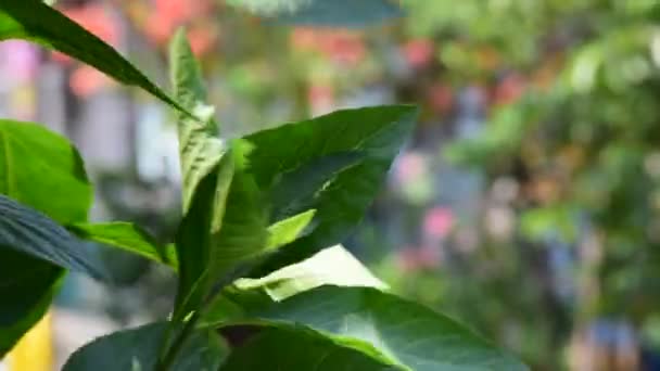 Big Green Tree Leaves Getting Hit Wind Sunset Sunrise Wake — Stock Video