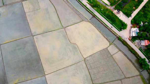 Luftaufnahme Reisfeld Und Furchenmuster Einem Gepflügten Feld Das Für Die — Stockvideo