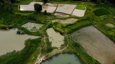 Hava manzaralı güzel pirinç tarlaları, Tangerang, Endonezya