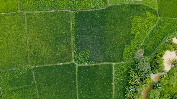 Vista Aérea Belos Campos Arroz Com Terraços Tangerang Indonésia — Fotografia de Stock