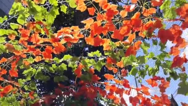 Flores Hermosas Coloridas Cielo Fondo — Vídeo de stock