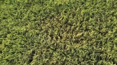 Yeşil pirinç tarlası dokusu. Yeşil pirinç bitkileri yetişiyor. Hava Görünümü