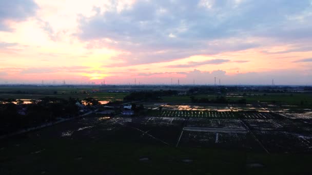 Aerial View Sunset Rice Fields Countryside Bekasi Indonesia Beautiful Plants — Stock Video