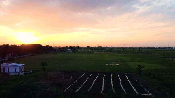 Vista Aérea Campos Atardecer Arroz Campo Bekasi Indonesia Hermosas Plantas — Vídeos de Stock