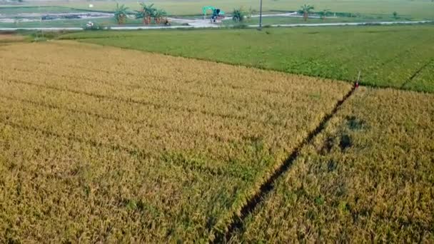 Textura Verde Jovem Campo Arroz Plantas Arroz Verde Crescendo Vista — Vídeo de Stock