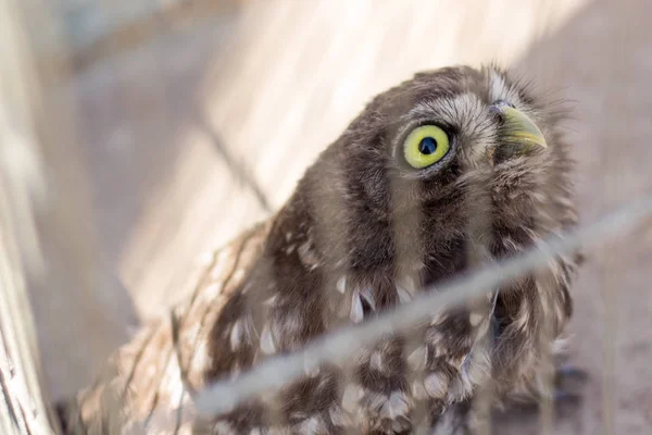 Owl Captured Caged — Stock Photo, Image