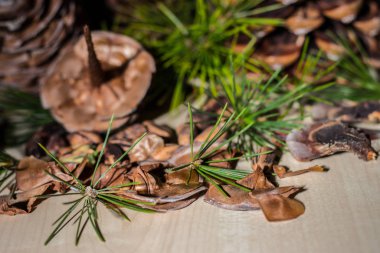 Strobilo, yaygın olarak çam kozalağı olarak bilinir, Noel dekorasyonunda kullanılır.