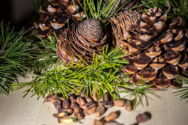 Strobilo, powszechnie nazywany szyszką sosnową, używany w dekoracji świątecznej — Zdjęcie stockowe