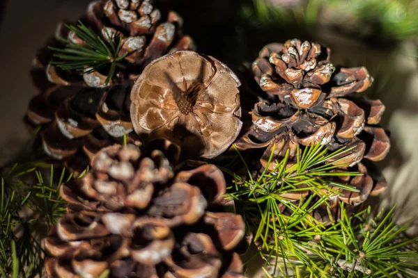 Strobilo, comúnmente llamado cono de pino, utilizado en la decoración de Navidad — Foto de Stock