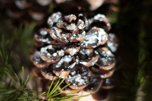 Strobilo, commonly called pine cone, used in Christmas decoratio — Stock Photo, Image