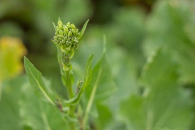 Şalgam brokolisinin organik yetiştirilmesi
