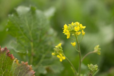 Şalgam brokolisinin organik yetiştirilmesi