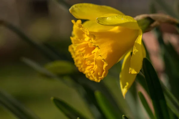 Flores Amarillas Narciso Primer Plano Con Hierba Verde — Foto de Stock
