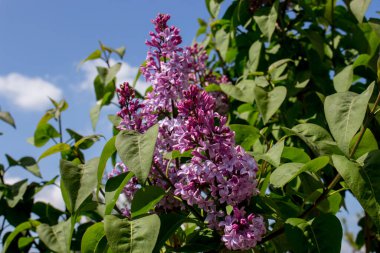 Güneşli bir bahar gününde leylak bitkisinin çiçeklenmesi