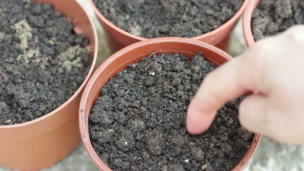 Kadın Eli Saksılara Ayçiçeği Tohumları Ekiyor Sonra Onları Toprağa Naklediyor — Stok video