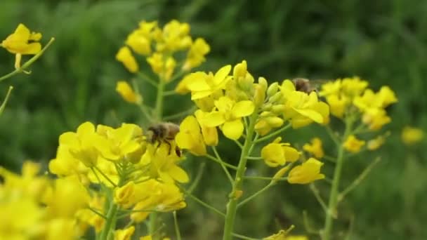 Närbild Biet Som Samlar Nektar Och Pollen Från Broccoliplantan Dag — Stockvideo