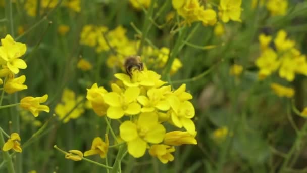 Bahar Mevsiminde Bir Gün Brokoli Bitkisinden Nektar Polen Toplayan Arıyı — Stok video