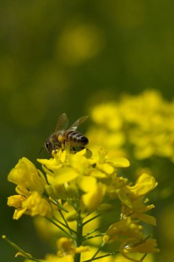 Bahar mevsiminde bir gün brokoli bitkisinden nektar ve polen toplayan arıyı yakından çek. Bal arısı çok çalışan bir böcektir..