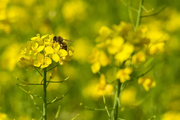 在春季的一天 从花椰菜植物上采集花蜜和花粉的蜜蜂的特写镜头 蜜蜂是一种工作勤奋的昆虫 — 图库照片