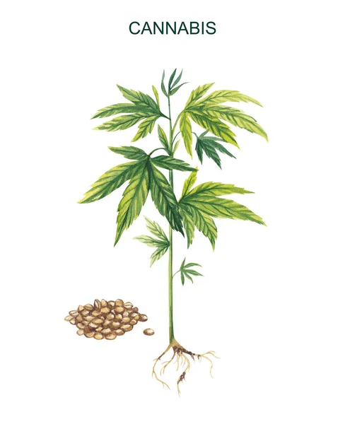 Watercolor illustration. Botanical image of young cannabis with root and seeds on a white background. — Stock Photo, Image