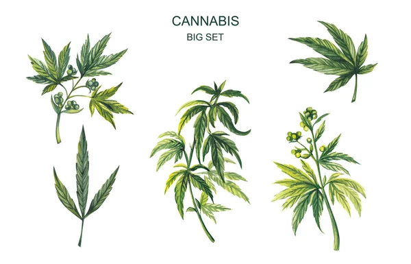 Aquarell-Illustration. Große Menge Cannabis auf weißem Hintergrund. — Stockfoto