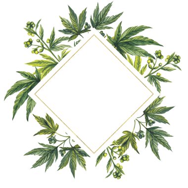 Suluboya çizimi. Çekirdekli kenevir bitkilerinden kare çerçeve.