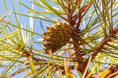 Kozalaklı bir ağacın dalına asılmış yeni yeşil bir kozalağın yakın plan çekimi.