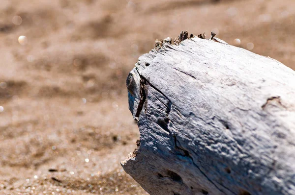 Fechar-se de um tronco de árvore seca na areia da praia do mar — Fotografia de Stock