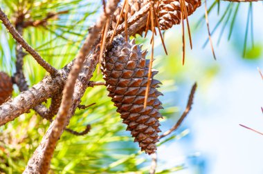 Kozalaklı iğnelerle çevrili bir ağacın dalına asılı büyüyen kahverengi bir çam kozalağının yakın çekimi.