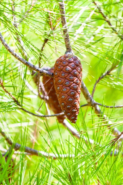 Close-up van een groeiende bruine dennenappels hangend aan een tak van een boom omringd door naaldnaalden — Stockfoto