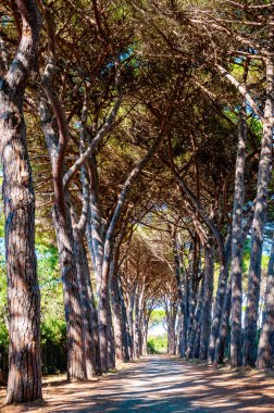 Grosseto, Orbetello, Tenda Gialla plajı yakınlarındaki doğal orman parkında uzun kemerli çam ağaçları geçidi.
