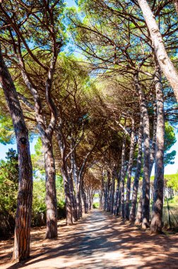 Grosseto, Orbetello, Tenda Gialla plajı yakınlarındaki doğal orman parkında uzun kemerli çam ağaçları geçidi.