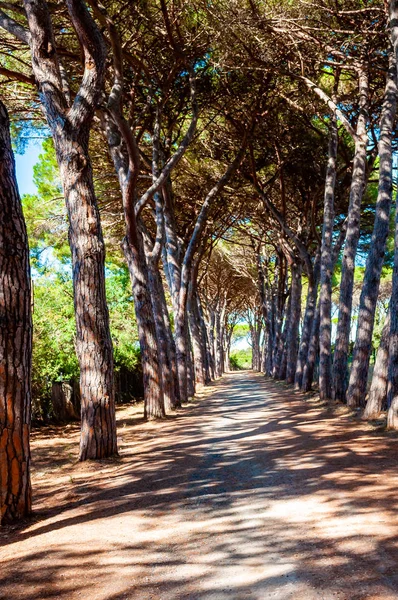 Larga callejuela de pinos arqueados en el parque forestal natural cerca de la playa de Tenda Gialla, Orbetello, provincia de Grosseto —  Fotos de Stock