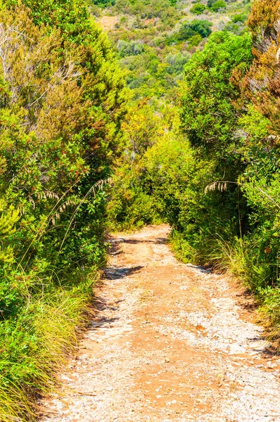 泥泞的路穿过灌木丛. 意大利坎帕尼亚地区国家公园内繁茂的岩石山的风景景观。 意大利性质 — 图库照片