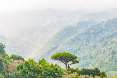 Tepenin tepesinde tek bir Akdeniz çam ağacı büyüyor. Evergreen ağaç ormanları sisle kaplanmış eğimli dağ sıralarını dolduruyor. İtalya 'da puslu doğa.