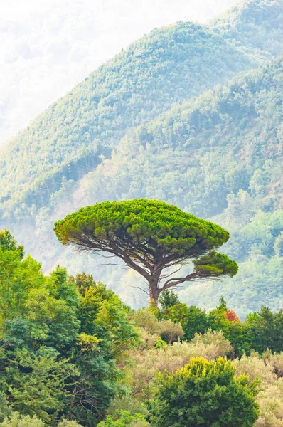 Tepenin tepesinde tek bir Akdeniz çam ağacı büyüyor. Evergreen ağaç ormanları sisle kaplanmış eğimli dağ sıralarını dolduruyor. İtalya 'da puslu doğa. — Stok fotoğraf