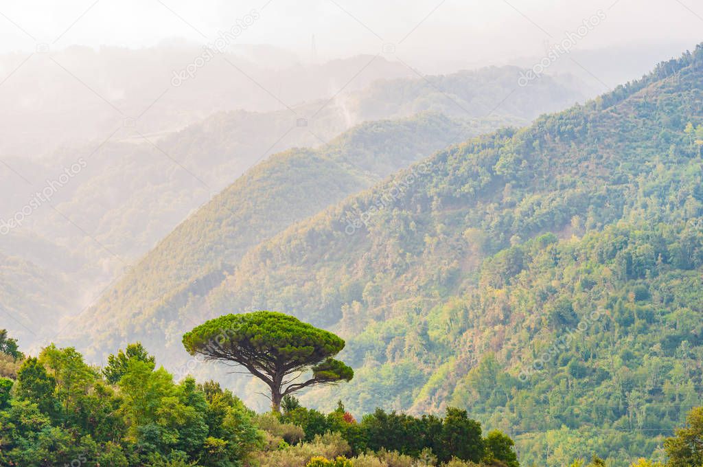 Single mediterranean pine tree growing on the top of the hill. Evergreen trees forests filling the gradient mountain range shrouded in fog. Misty nature in Italy.